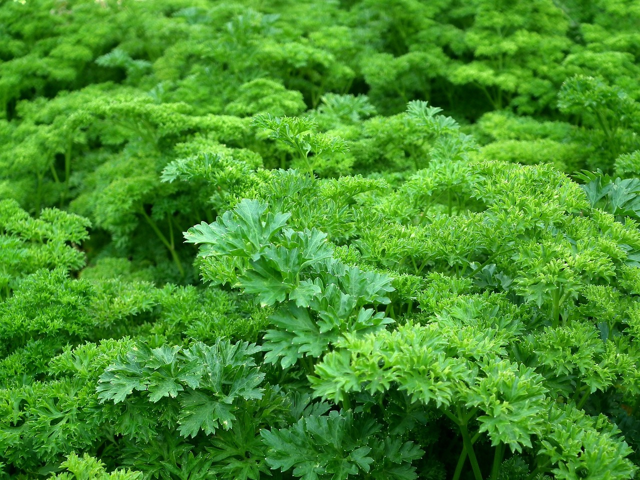 Drying Herbs from Your Garden 101